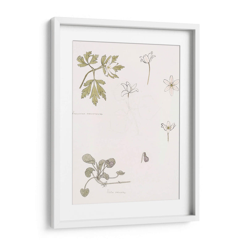 Bocetos de madera, anémona y violeta dulce - Julie de Graag | Cuadro decorativo de Canvas Lab