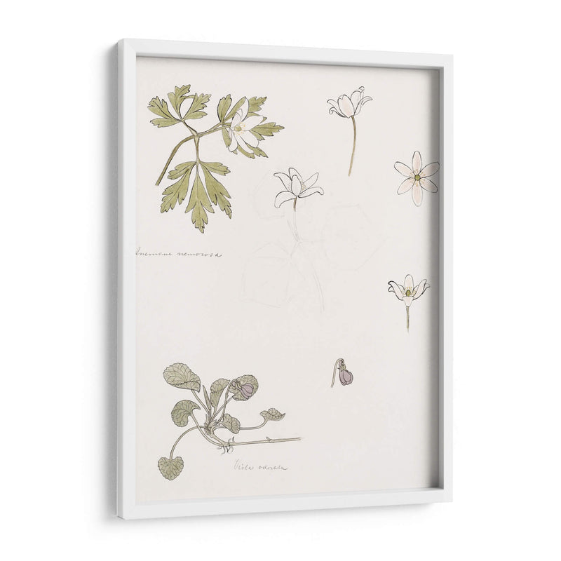 Bocetos de madera, anémona y violeta dulce - Julie de Graag | Cuadro decorativo de Canvas Lab