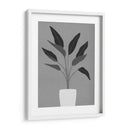 Cactus 5 - Vitor Costa | Cuadro decorativo de Canvas Lab