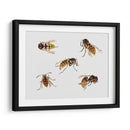 Estudios de avispas - Julie de Graag | Cuadro decorativo de Canvas Lab