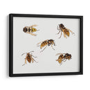 Estudios de avispas - Julie de Graag | Cuadro decorativo de Canvas Lab