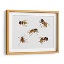 Estudios de avispas - Julie de Graag | Cuadro decorativo de Canvas Lab