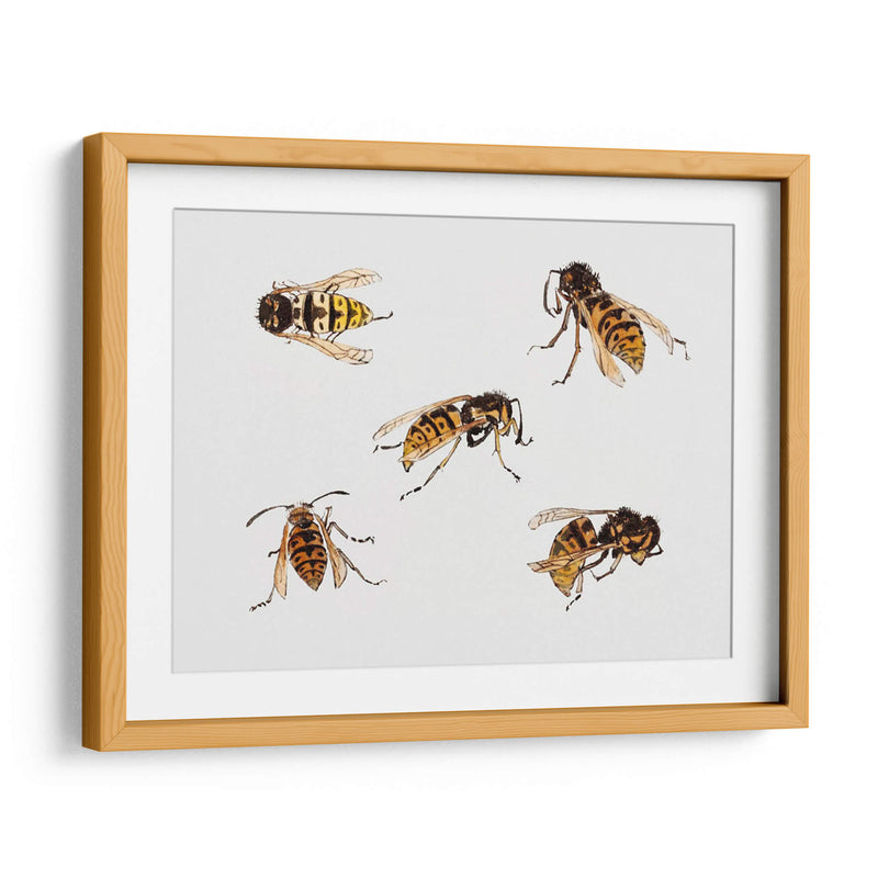 Estudios de avispas - Julie de Graag | Cuadro decorativo de Canvas Lab