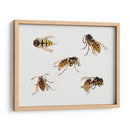 Estudios de avispas - Julie de Graag | Cuadro decorativo de Canvas Lab