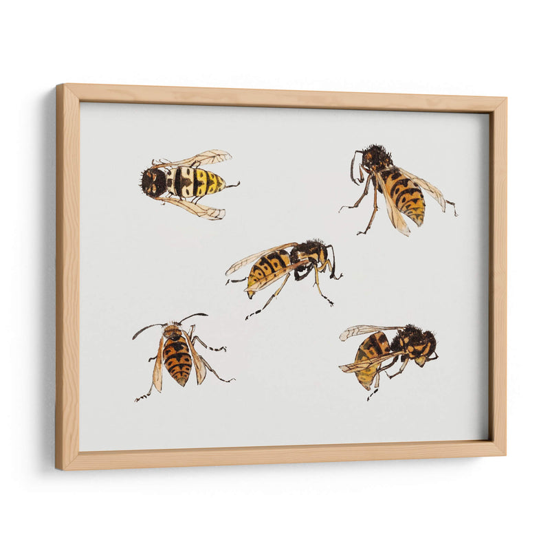 Estudios de avispas - Julie de Graag | Cuadro decorativo de Canvas Lab