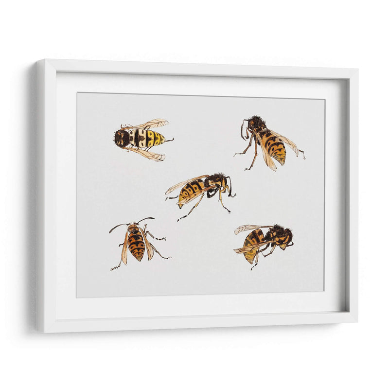 Estudios de avispas - Julie de Graag | Cuadro decorativo de Canvas Lab
