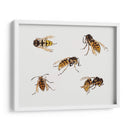 Estudios de avispas - Julie de Graag | Cuadro decorativo de Canvas Lab