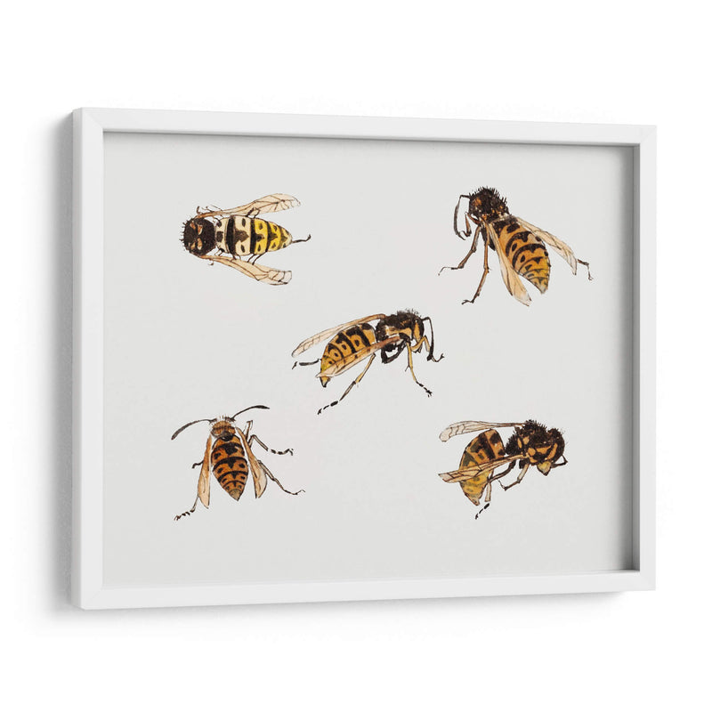 Estudios de avispas - Julie de Graag | Cuadro decorativo de Canvas Lab