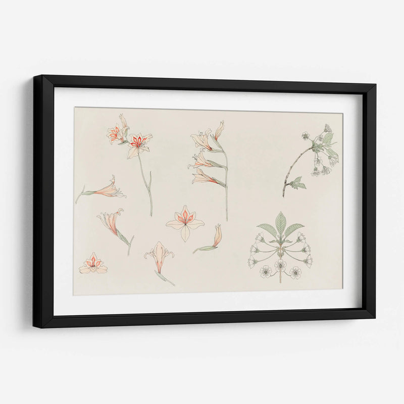 Hoja de estudio con gladiolos y flor de manzano - Julie de Graag | Cuadro decorativo de Canvas Lab
