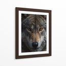 Lobo Gris - Infiniity Art | Cuadro decorativo de Canvas Lab