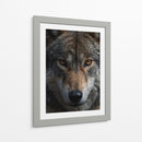 Lobo Gris - Infiniity Art | Cuadro decorativo de Canvas Lab