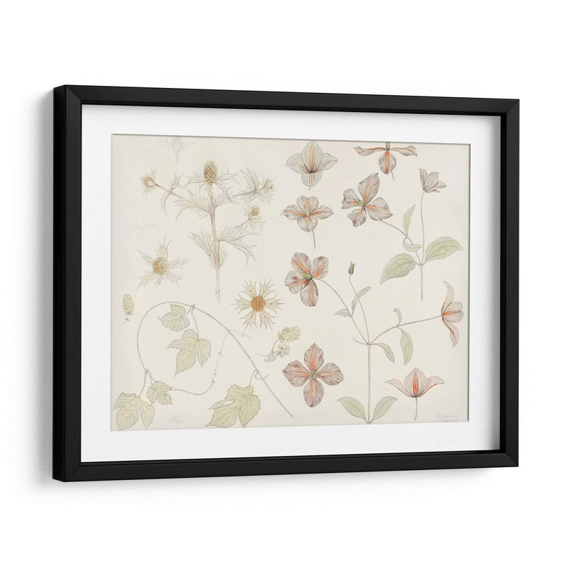 Hoja de estudio con cardo marino, lúpulo y clemátide - Julie de Graag | Cuadro decorativo de Canvas Lab