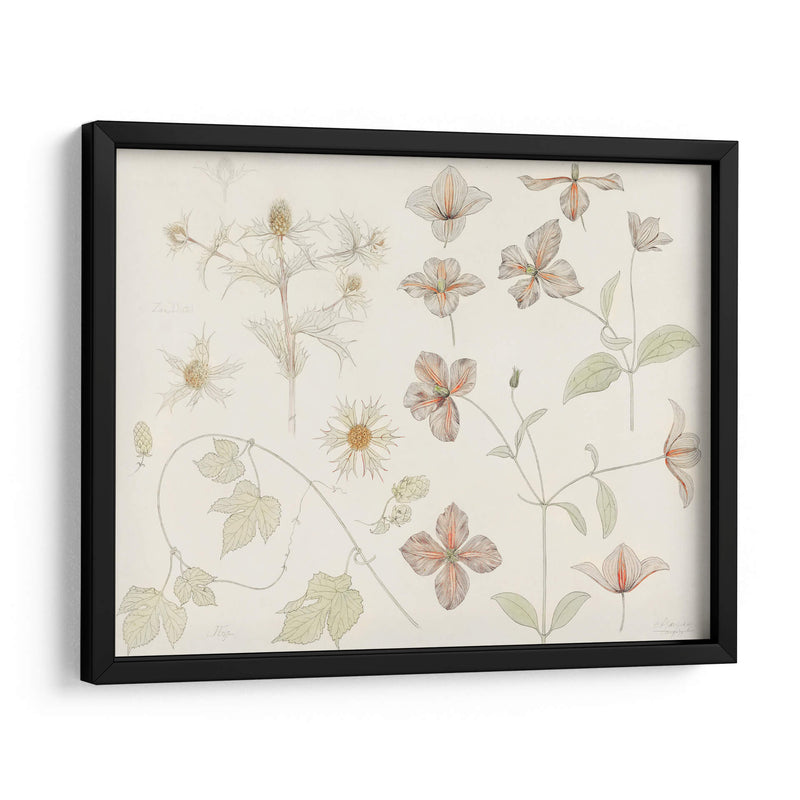 Hoja de estudio con cardo marino, lúpulo y clemátide - Julie de Graag | Cuadro decorativo de Canvas Lab