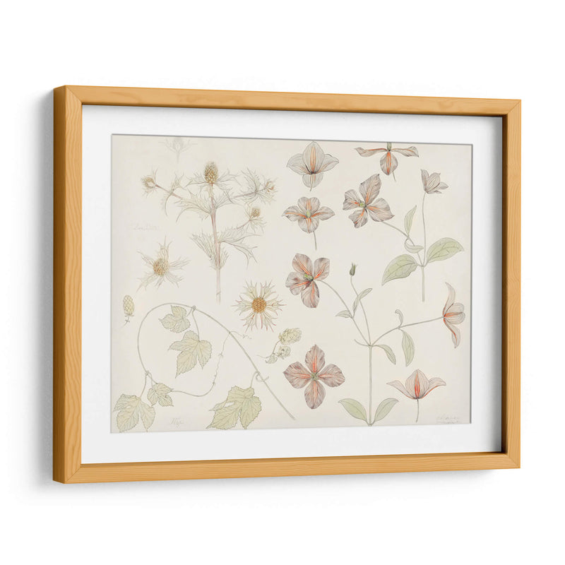 Hoja de estudio con cardo marino, lúpulo y clemátide - Julie de Graag | Cuadro decorativo de Canvas Lab