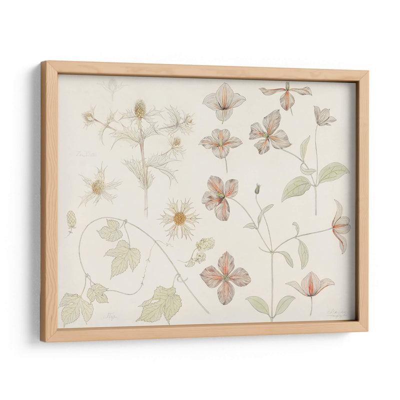 Hoja de estudio con cardo marino, lúpulo y clemátide - Julie de Graag | Cuadro decorativo de Canvas Lab