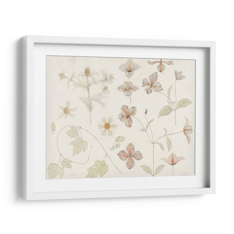 Hoja de estudio con cardo marino, lúpulo y clemátide - Julie de Graag | Cuadro decorativo de Canvas Lab