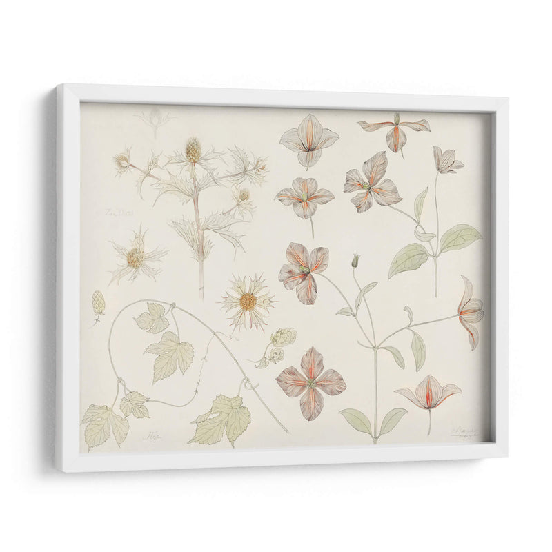 Hoja de estudio con cardo marino, lúpulo y clemátide - Julie de Graag | Cuadro decorativo de Canvas Lab