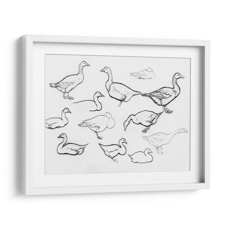 Bosquejo estudio de gansos - Julie de Graag | Cuadro decorativo de Canvas Lab