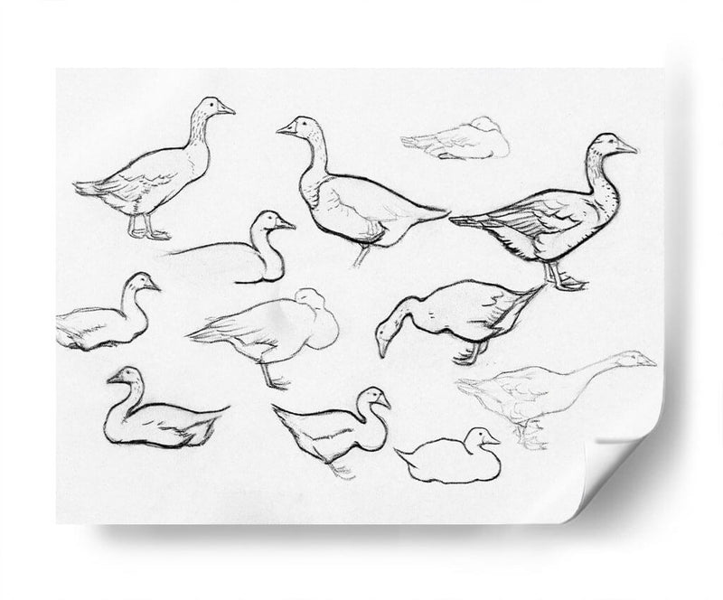 Bosquejo estudio de gansos - Julie de Graag | Cuadro decorativo de Canvas Lab