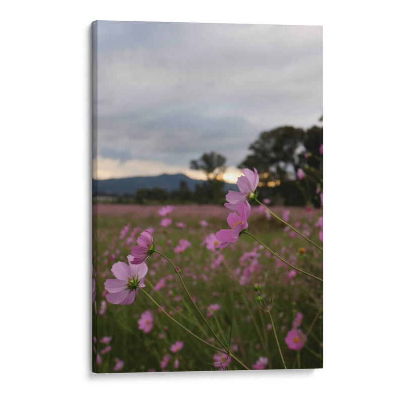 Campos de Mirasoles 2. - Nosion | Cuadro decorativo de Canvas Lab