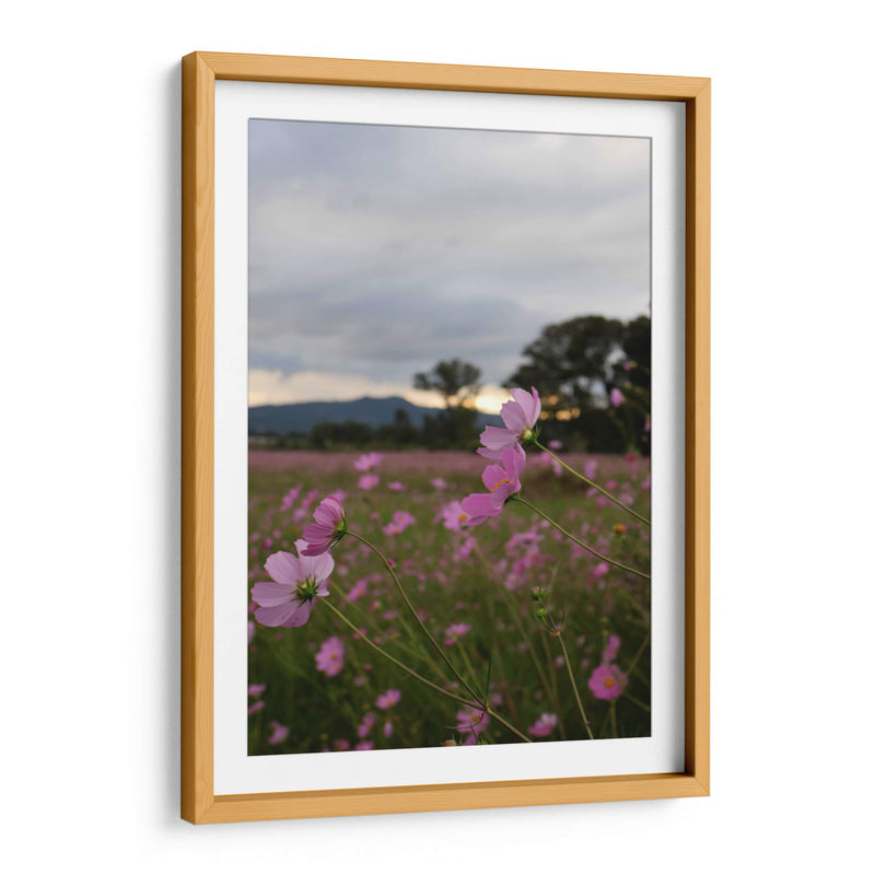 Campos de Mirasoles 2. - Nosion | Cuadro decorativo de Canvas Lab