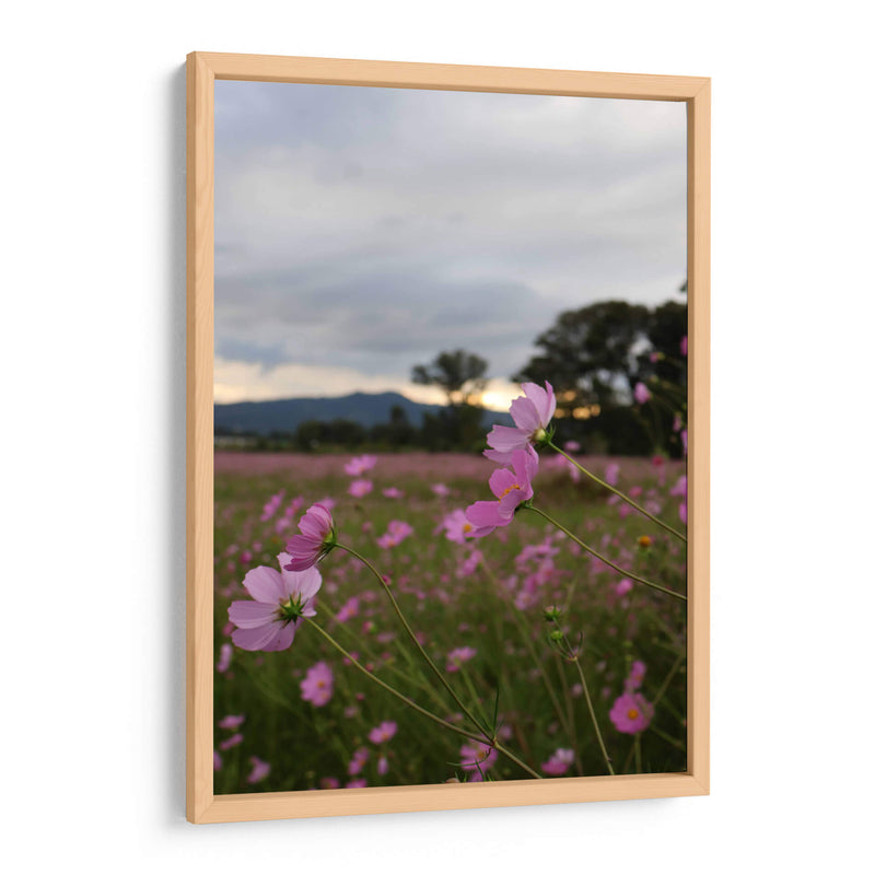 Campos de Mirasoles 2. - Nosion | Cuadro decorativo de Canvas Lab