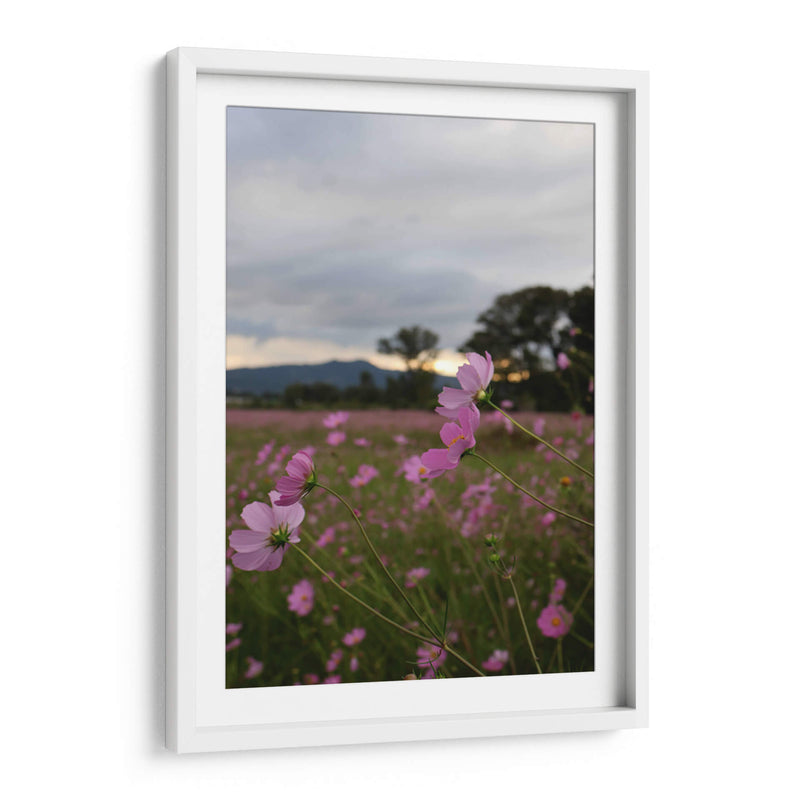 Campos de Mirasoles 2. - Nosion | Cuadro decorativo de Canvas Lab