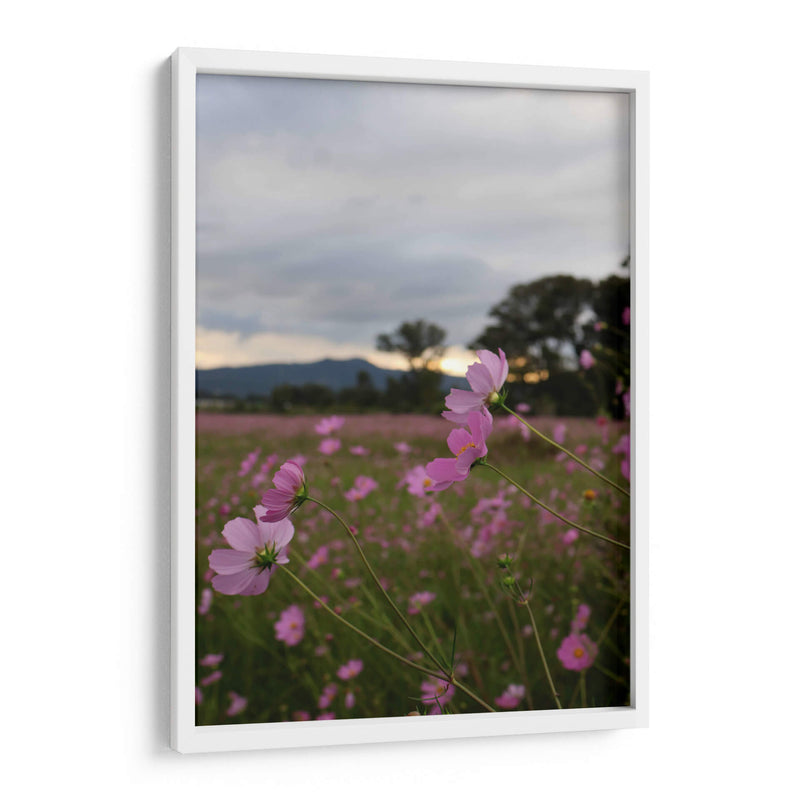 Campos de Mirasoles 2. - Nosion | Cuadro decorativo de Canvas Lab