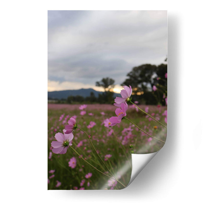 Campos de Mirasoles 2. - Nosion | Cuadro decorativo de Canvas Lab