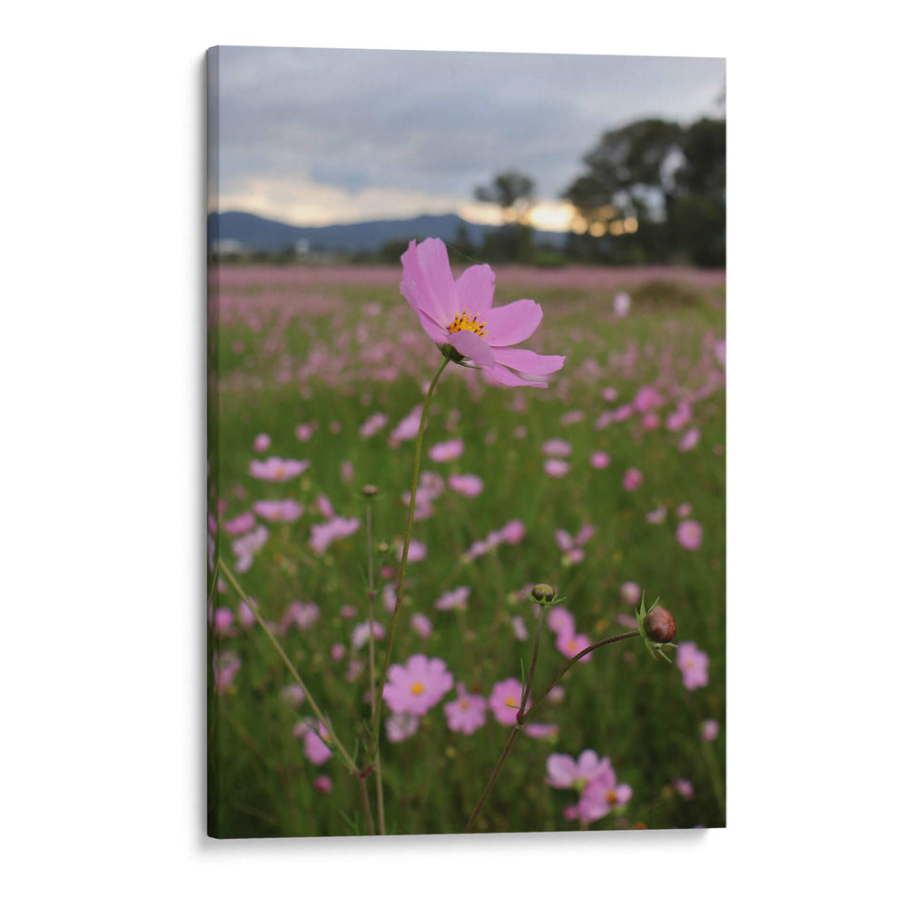 Campos de Mirasoles 3. - Nosion | Cuadro decorativo de Canvas Lab