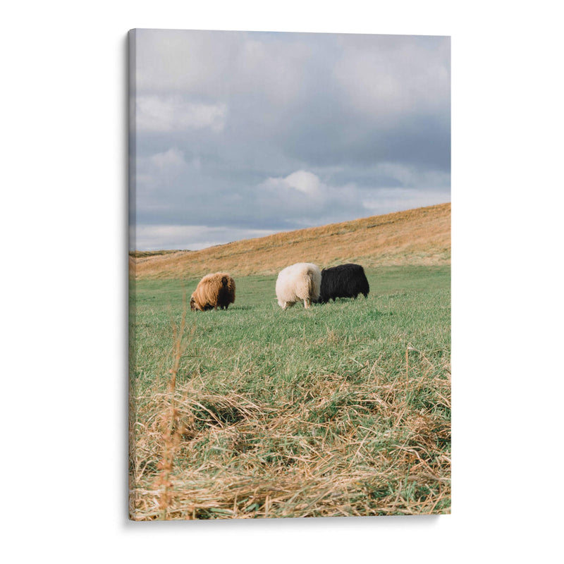 Contando Ovejas - Wandering Pixels Co. | Cuadro decorativo de Canvas Lab