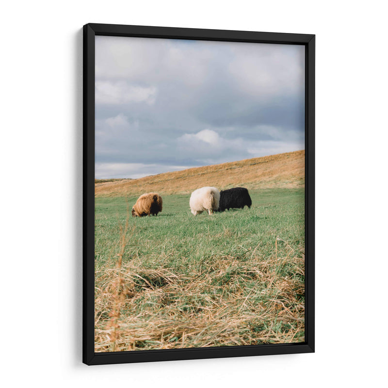 Contando Ovejas - Wandering Pixels Co. | Cuadro decorativo de Canvas Lab