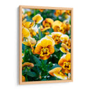 Flores Violas Amarillas - Wandering Pixels Co. | Cuadro decorativo de Canvas Lab