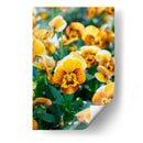 Flores Violas Amarillas - Wandering Pixels Co. | Cuadro decorativo de Canvas Lab