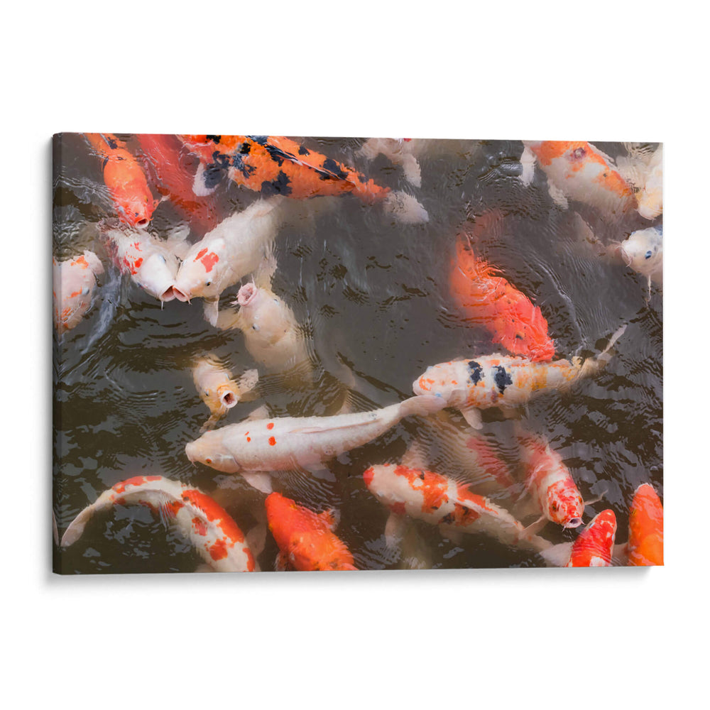 Peces Koi - Wandering Pixels Co. | Cuadro decorativo de Canvas Lab