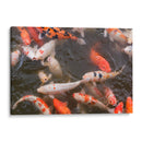 Peces Koi - Wandering Pixels Co. | Cuadro decorativo de Canvas Lab