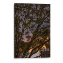 Puesta de sol a través de las ramas - Wandering Pixels Co. | Cuadro decorativo de Canvas Lab