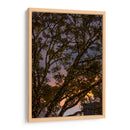 Puesta de sol a través de las ramas - Wandering Pixels Co. | Cuadro decorativo de Canvas Lab