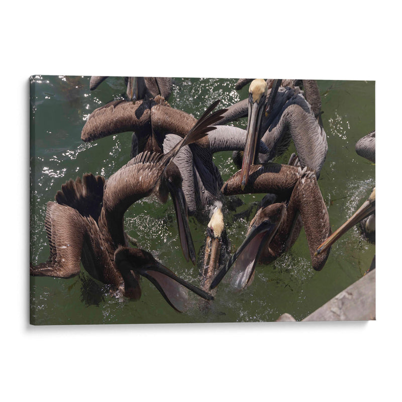 Todos los pelicanos por un pez - Wandering Pixels Co. | Cuadro decorativo de Canvas Lab