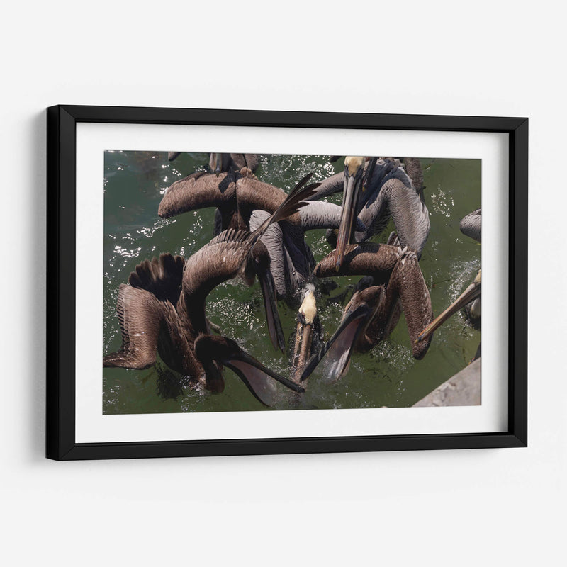 Todos los pelicanos por un pez - Wandering Pixels Co. | Cuadro decorativo de Canvas Lab