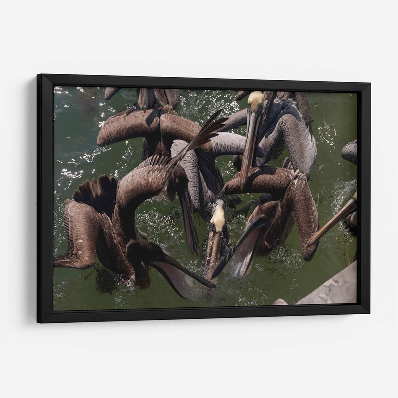 Todos los pelicanos por un pez - Wandering Pixels Co. | Cuadro decorativo de Canvas Lab