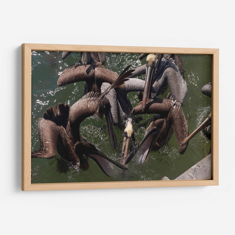 Todos los pelicanos por un pez - Wandering Pixels Co. | Cuadro decorativo de Canvas Lab
