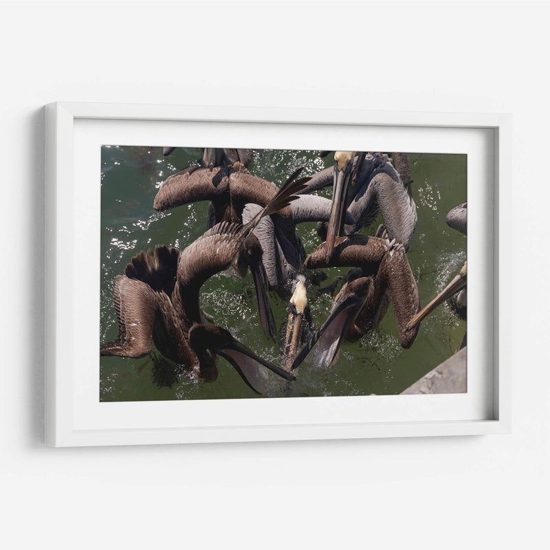 Todos los pelicanos por un pez - Wandering Pixels Co. | Cuadro decorativo de Canvas Lab