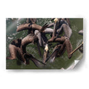 Todos los pelicanos por un pez - Wandering Pixels Co. | Cuadro decorativo de Canvas Lab