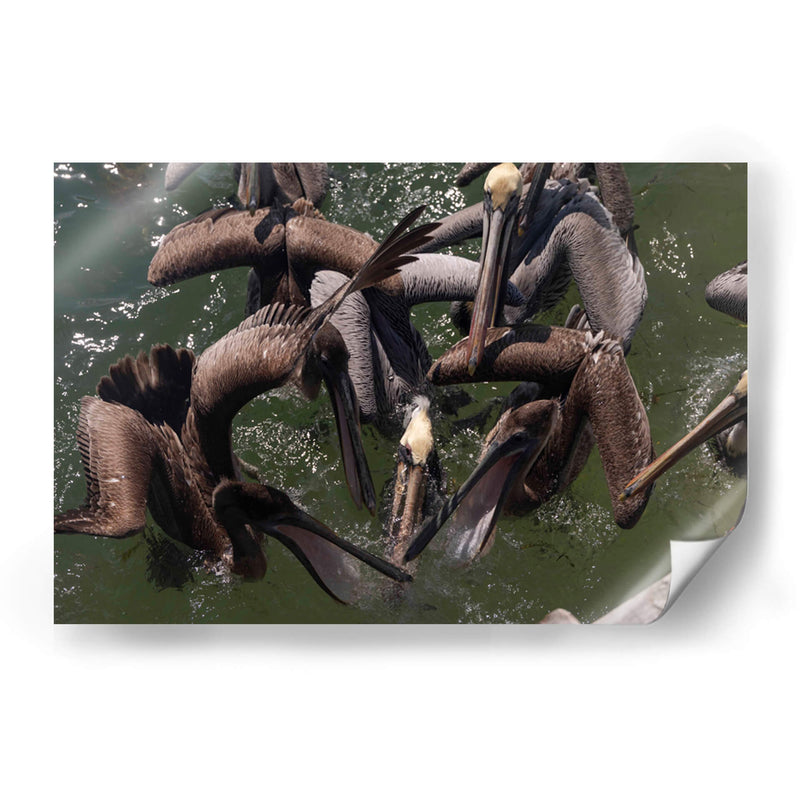 Todos los pelicanos por un pez - Wandering Pixels Co. | Cuadro decorativo de Canvas Lab