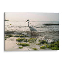 Garza en el mar - Wandering Pixels Co. | Cuadro decorativo de Canvas Lab