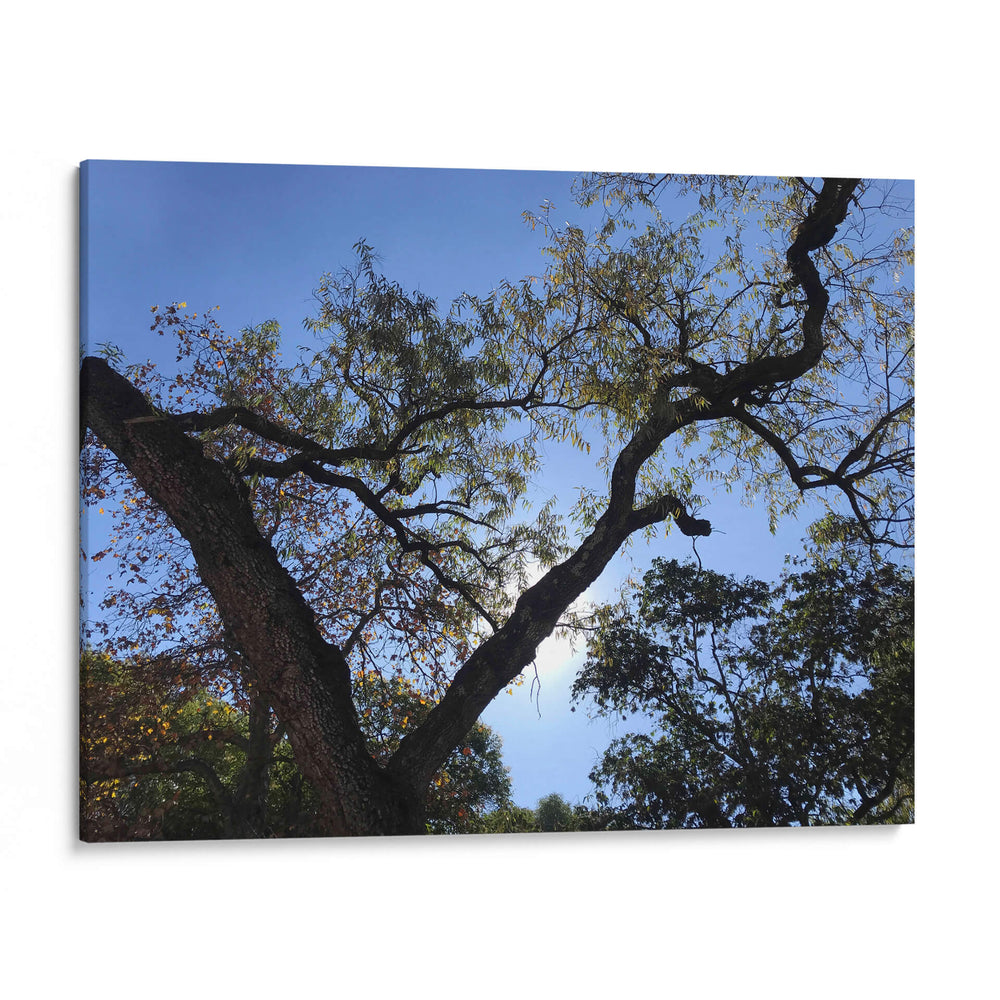 Árbol al atardecer - mem | Cuadro decorativo de Canvas Lab