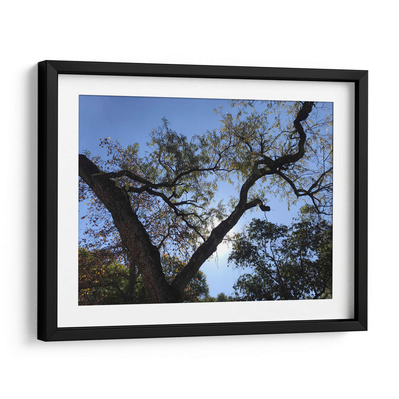 Árbol al atardecer - mem | Cuadro decorativo de Canvas Lab
