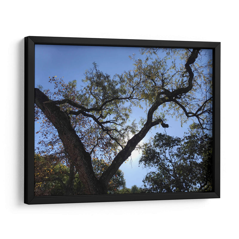 Árbol al atardecer - mem | Cuadro decorativo de Canvas Lab