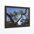 Árbol al atardecer - mem | Cuadro decorativo de Canvas Lab